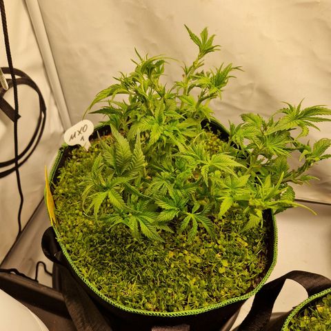 Mimosa x Orange Punch growlog timeline photo