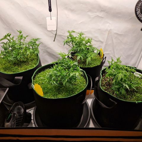 Mimosa x Orange Punch growlog timeline photo