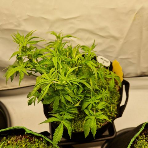 Mimosa x Orange Punch growlog timeline photo
