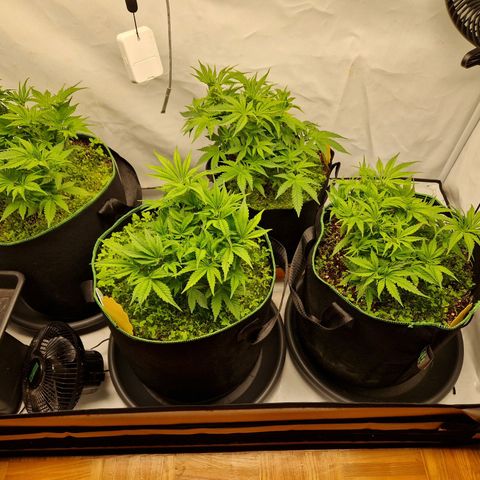 Mimosa x Orange Punch growlog timeline photo