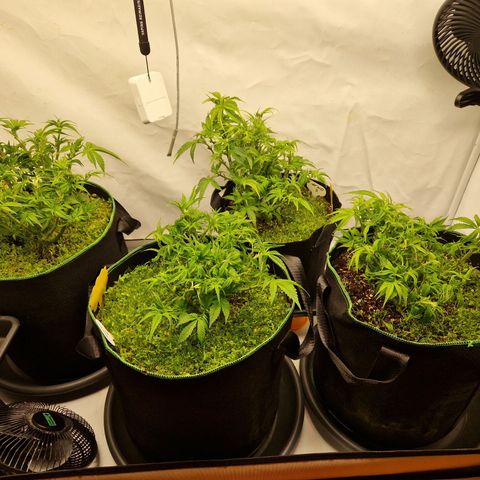 Mimosa x Orange Punch growlog timeline photo