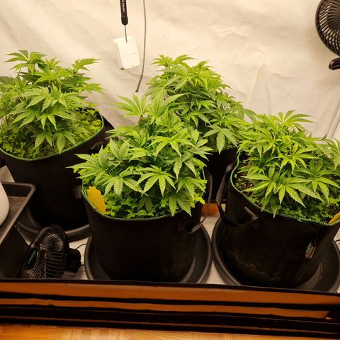 Mimosa x Orange Punch growlog timeline photo