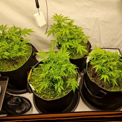 Mimosa x Orange Punch growlog timeline photo