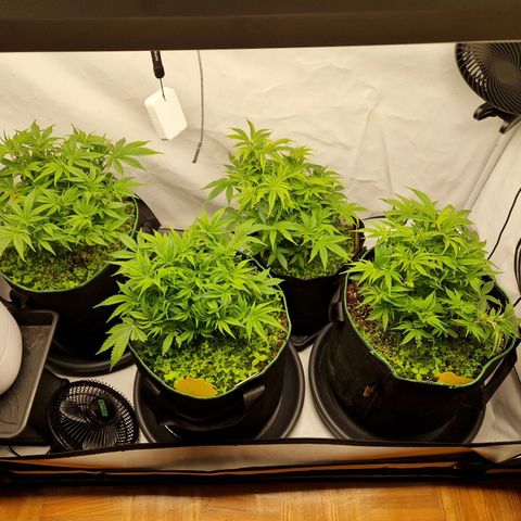 Mimosa x Orange Punch growlog timeline photo