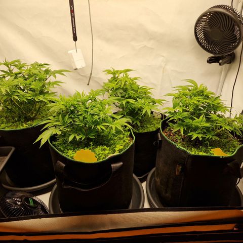Mimosa x Orange Punch growlog timeline photo