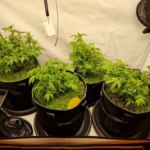 Mimosa x Orange Punch growlog timeline photo
