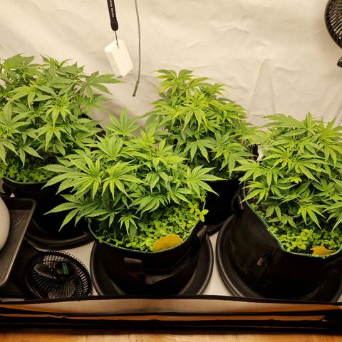 Mimosa x Orange Punch growlog timeline photo