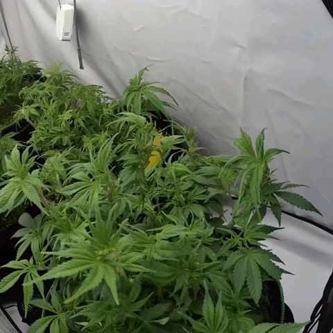 Mimosa x Orange Punch growlog timeline photo
