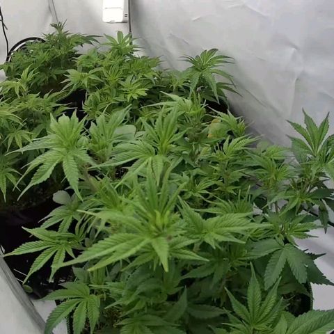 Mimosa x Orange Punch growlog timeline photo