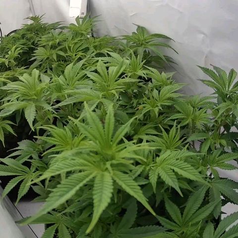 Mimosa x Orange Punch growlog timeline photo