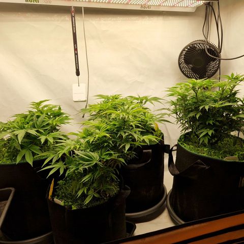 Mimosa x Orange Punch growlog timeline photo