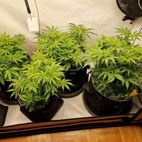 Mimosa x Orange Punch growlog timeline photo