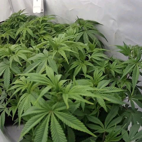 Mimosa x Orange Punch growlog timeline photo