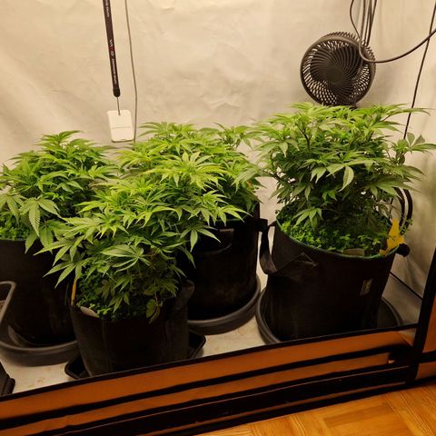 Mimosa x Orange Punch growlog timeline photo