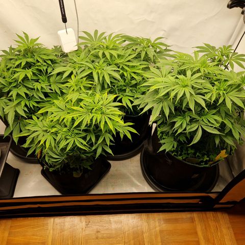 Mimosa x Orange Punch growlog timeline photo
