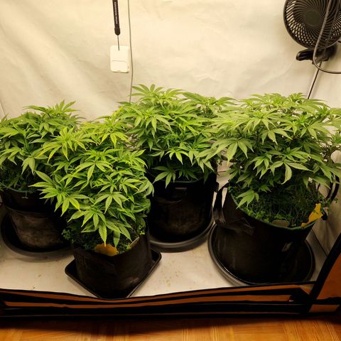 Mimosa x Orange Punch growlog timeline photo