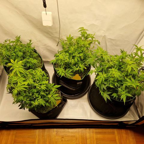Mimosa x Orange Punch growlog timeline photo