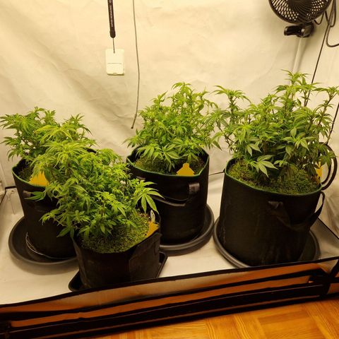 Mimosa x Orange Punch growlog timeline photo