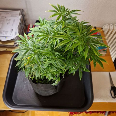 Mimosa x Orange Punch growlog timeline photo