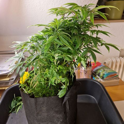 Mimosa x Orange Punch growlog timeline photo