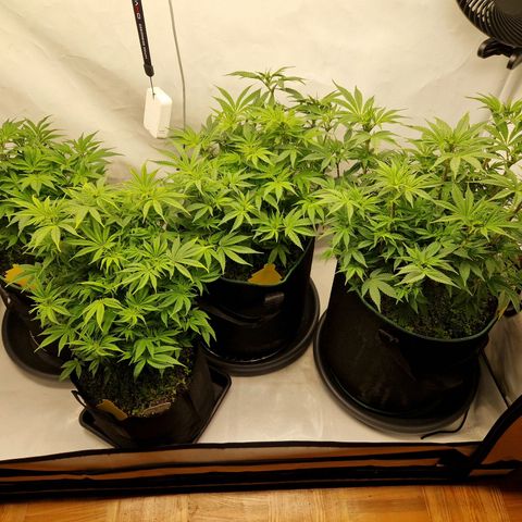 Mimosa x Orange Punch growlog timeline photo