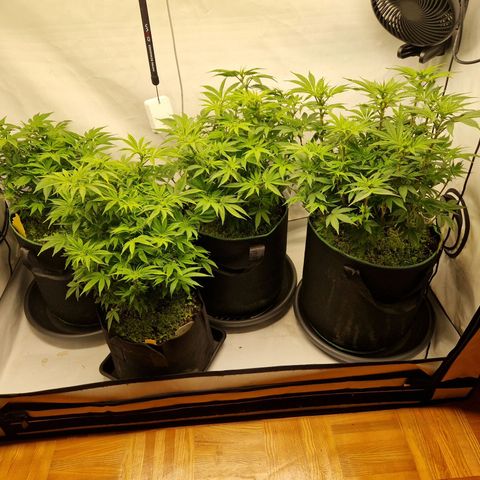 Mimosa x Orange Punch growlog timeline photo