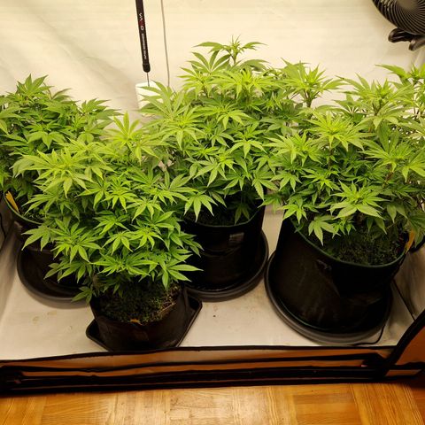 Mimosa x Orange Punch growlog timeline photo