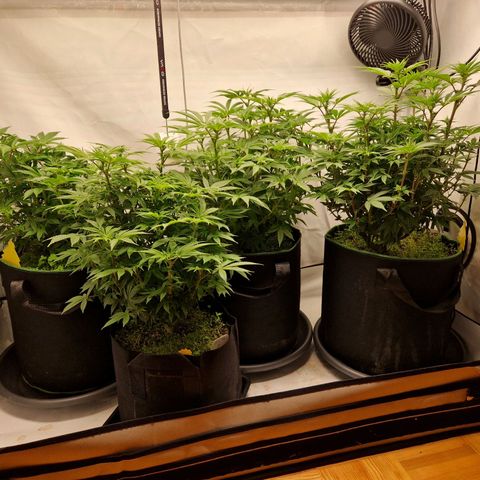 Mimosa x Orange Punch growlog timeline photo