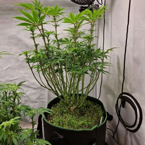 Mimosa x Orange Punch growlog timeline photo