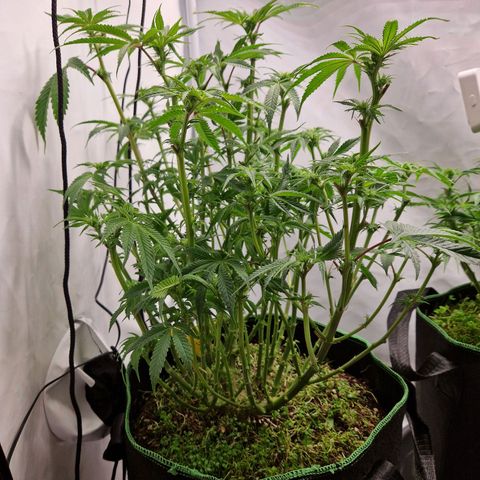 Mimosa x Orange Punch growlog timeline photo