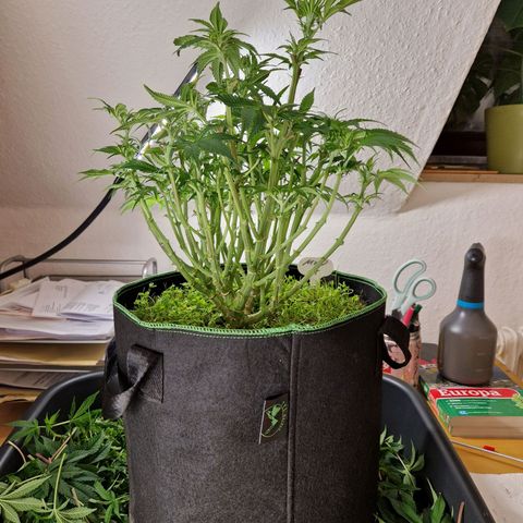 Mimosa x Orange Punch growlog timeline photo