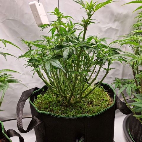 Mimosa x Orange Punch growlog timeline photo