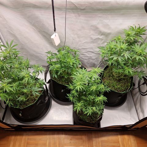 Mimosa x Orange Punch growlog timeline photo