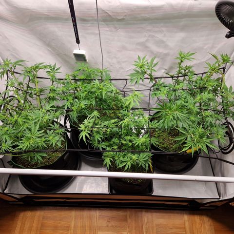 Mimosa x Orange Punch growlog timeline photo