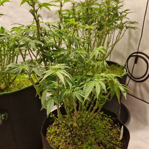 Mimosa x Orange Punch growlog timeline photo