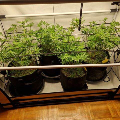 Mimosa x Orange Punch growlog timeline photo