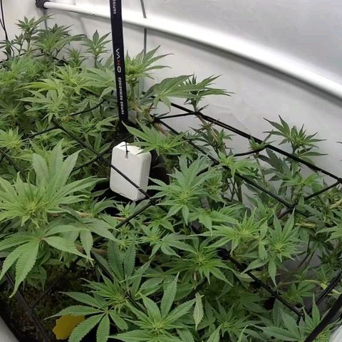 Mimosa x Orange Punch growlog timeline photo