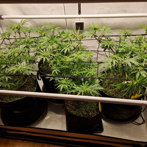 Mimosa x Orange Punch growlog timeline photo