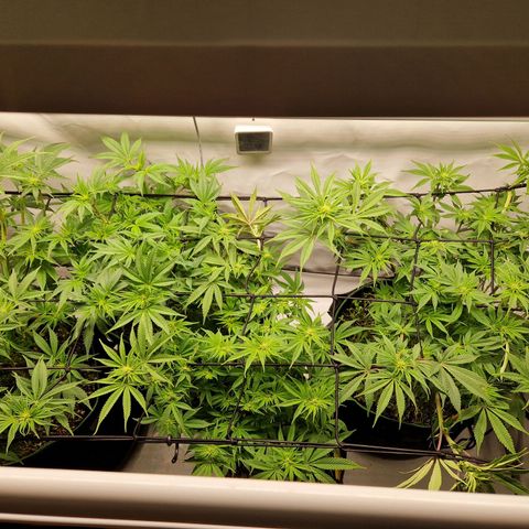 Mimosa x Orange Punch growlog timeline photo