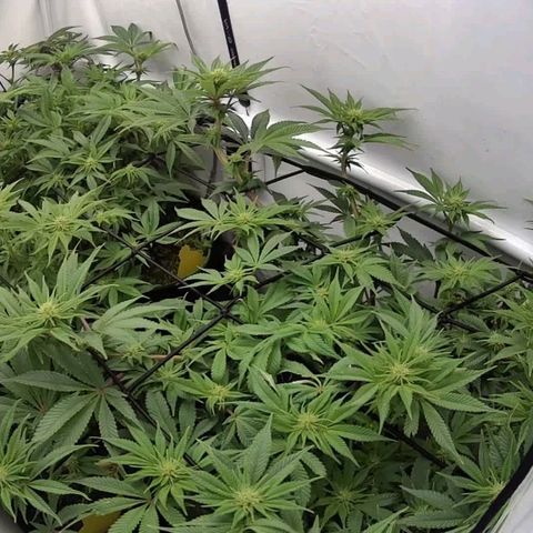 Mimosa x Orange Punch growlog timeline photo
