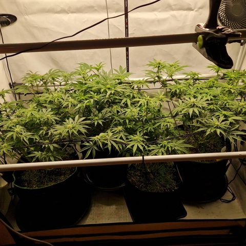 Mimosa x Orange Punch growlog timeline photo