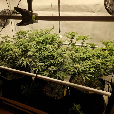 Mimosa x Orange Punch growlog timeline photo