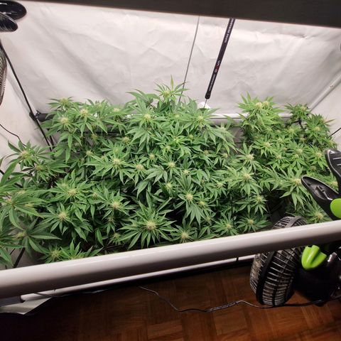 Mimosa x Orange Punch growlog timeline photo