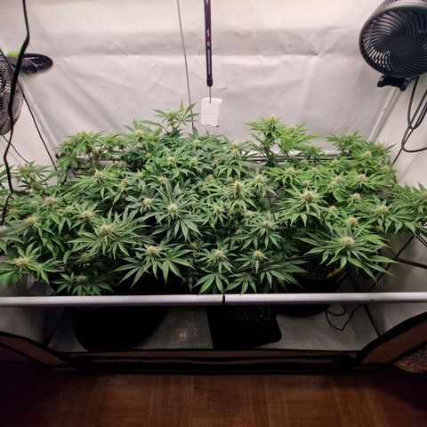 Mimosa x Orange Punch growlog timeline photo