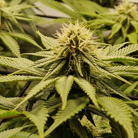 Mimosa x Orange Punch growlog timeline photo