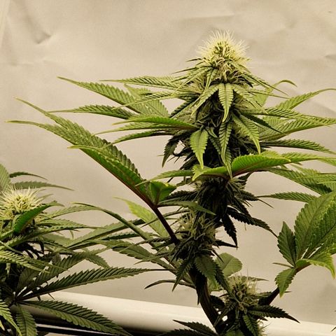 Mimosa x Orange Punch growlog timeline photo