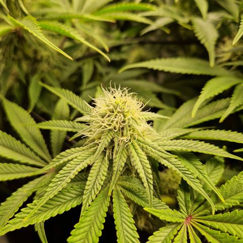 Mimosa x Orange Punch growlog timeline photo