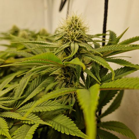 Mimosa x Orange Punch growlog timeline photo