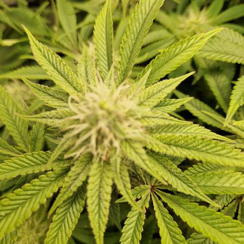 Mimosa x Orange Punch growlog timeline photo
