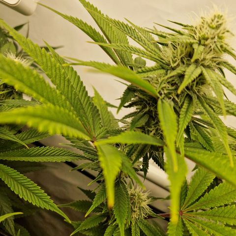 Mimosa x Orange Punch growlog timeline photo
